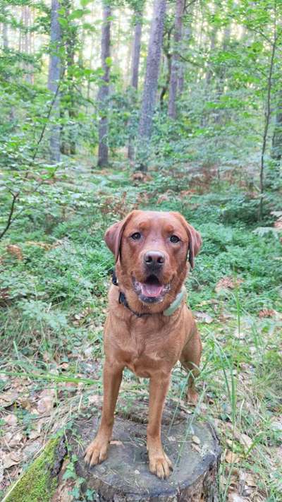 Hundetreffen-Balou sucht Spielkumpel-Bild