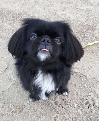 Fotochallenge Nr. 59 - Mein Hund zeigt die Zunge-Beitrag-Bild