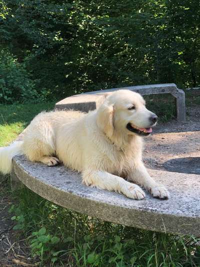 Wo sind die Golden Retriever Liebhaber?-Beitrag-Bild
