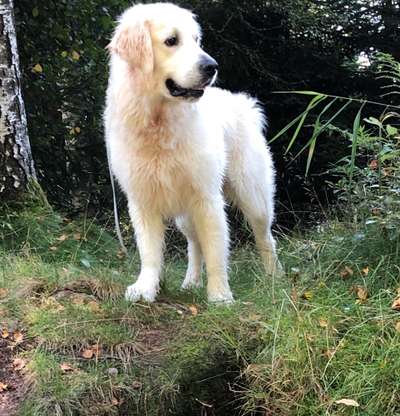 Wo sind die Golden Retriever Liebhaber?-Beitrag-Bild