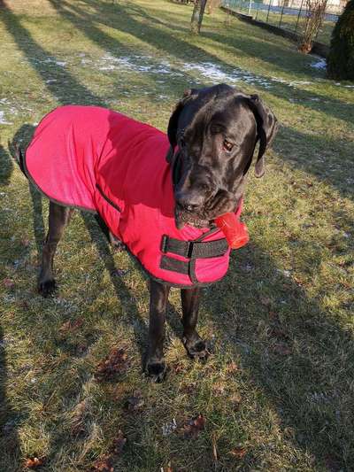 Deutsche Doggen Besitzer zeigt euch-Beitrag-Bild