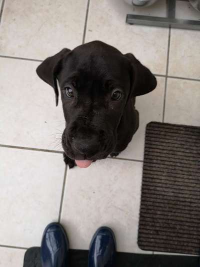 Welpen Bilder !-Beitrag-Bild