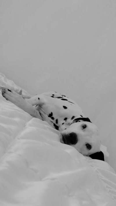 Wo sind denn all die Dalmatiner, zeigt her eure Punktehunde-Beitrag-Bild