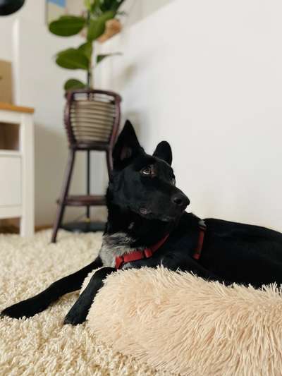 Dogorama Photo Challenge- genervter Blick-Beitrag-Bild