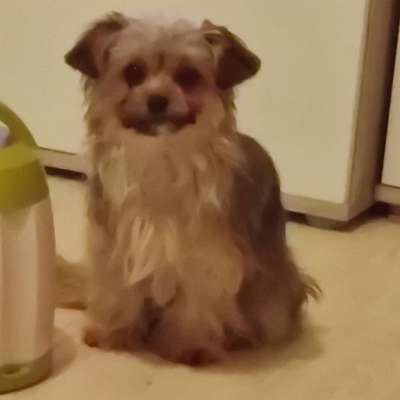 Mischlingshunde Foto Aufruf-Beitrag-Bild