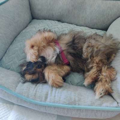 Zeigt mir die lustigsten Schlafpositionen eurer Fellnasen-Beitrag-Bild