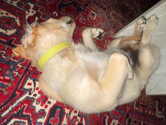 Die Dogorama Kalender Challenge 4/4-Beitrag-Bild