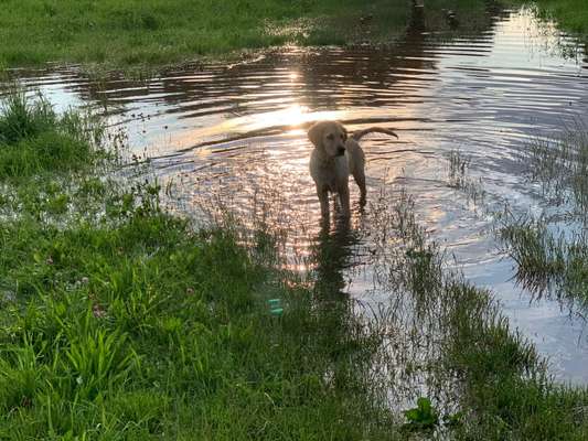 Die Dogorama Kalender Challenge 4/4-Beitrag-Bild