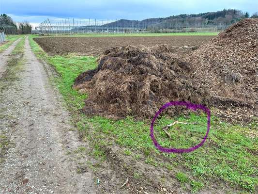 Giftköder-abgenagtes Rehbein-Bild