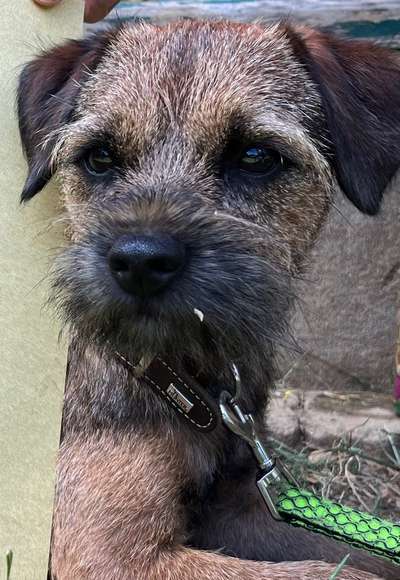 Border Terrier-Beitrag-Bild