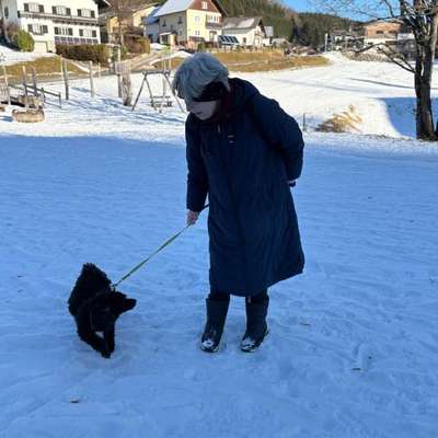 Hundetreffen-Pudeltreffen in 1210 wien-Bild