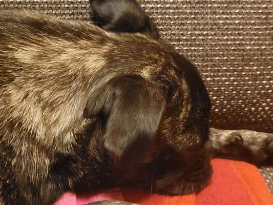 Welpen Bilder !-Beitrag-Bild