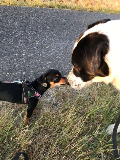 155. FotoChallange * David und Goliath *-Beitrag-Bild