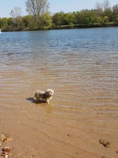 Hundeauslaufgebiet-Mainstrand-Bild