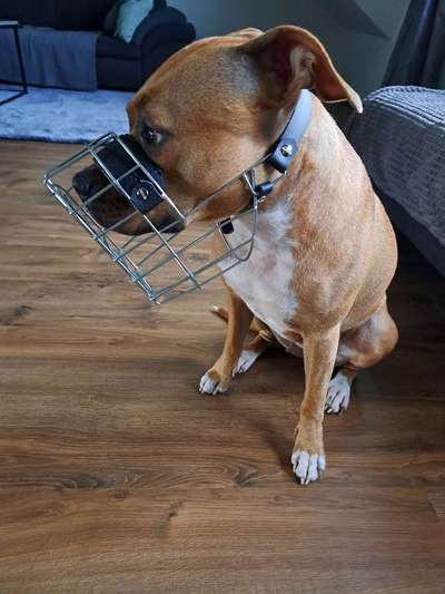 Wie sitzt mein Maulkorb / Maulkorb-Beratung-Beitrag-Bild