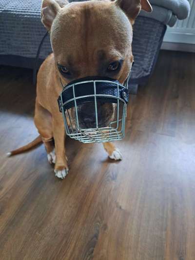 Wie sitzt mein Maulkorb / Maulkorb-Beratung-Beitrag-Bild