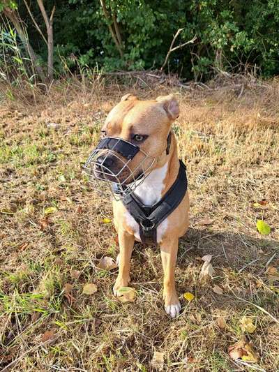 Wie sitzt mein Maulkorb / Maulkorb-Beratung-Beitrag-Bild