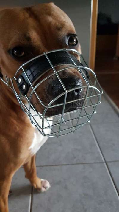 Wie sitzt mein Maulkorb / Maulkorb-Beratung-Beitrag-Bild