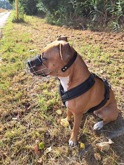 Wie sitzt mein Maulkorb / Maulkorb-Beratung-Beitrag-Bild