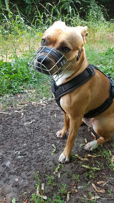 Wie sitzt mein Maulkorb / Maulkorb-Beratung-Beitrag-Bild