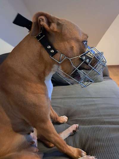 Wie sitzt mein Maulkorb / Maulkorb-Beratung-Beitrag-Bild