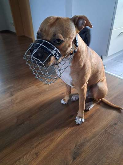 Wie sitzt mein Maulkorb / Maulkorb-Beratung-Beitrag-Bild