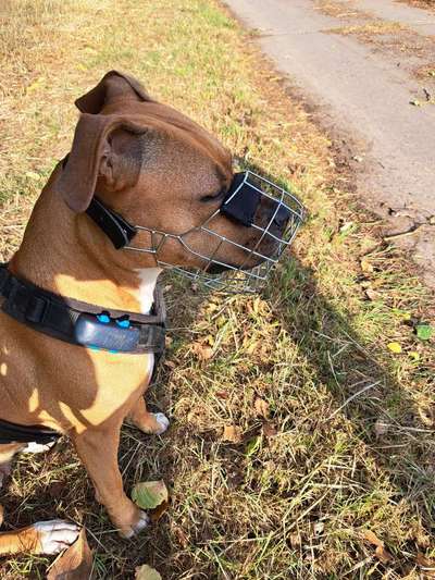 Wie sitzt mein Maulkorb / Maulkorb-Beratung-Beitrag-Bild