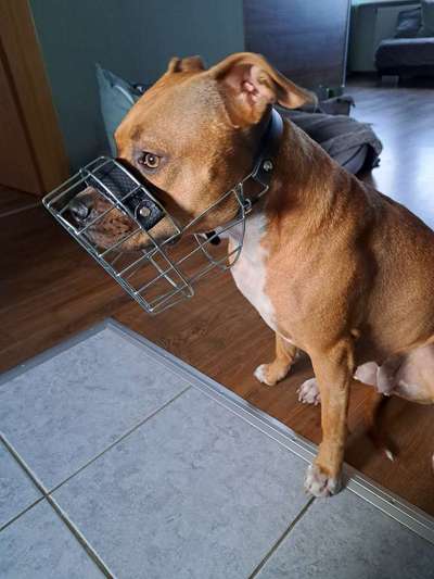 Wie sitzt mein Maulkorb / Maulkorb-Beratung-Beitrag-Bild