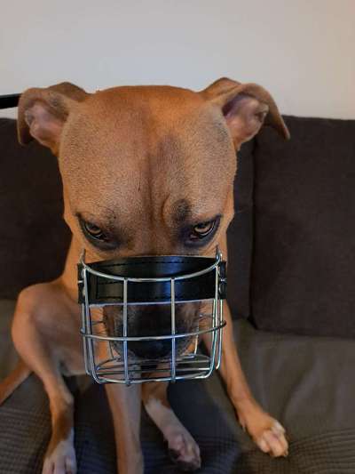 Wie sitzt mein Maulkorb / Maulkorb-Beratung-Beitrag-Bild