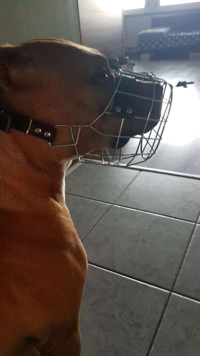 Wie sitzt mein Maulkorb / Maulkorb-Beratung-Beitrag-Bild