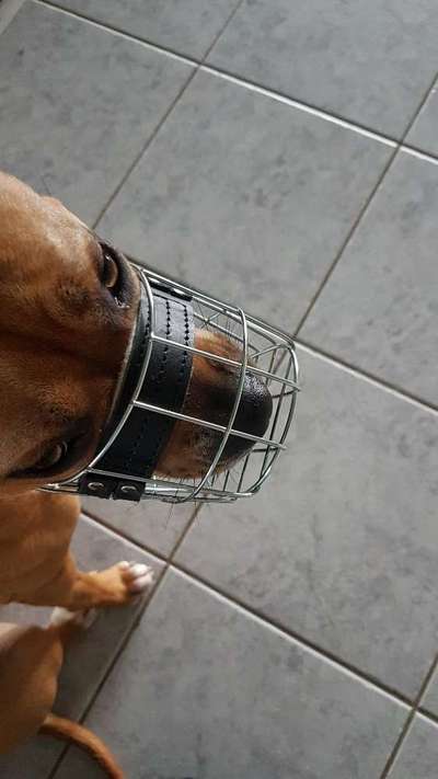 Wie sitzt mein Maulkorb / Maulkorb-Beratung-Beitrag-Bild