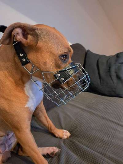 Wie sitzt mein Maulkorb / Maulkorb-Beratung-Beitrag-Bild