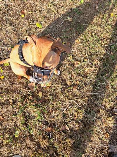 Wie sitzt mein Maulkorb / Maulkorb-Beratung-Beitrag-Bild