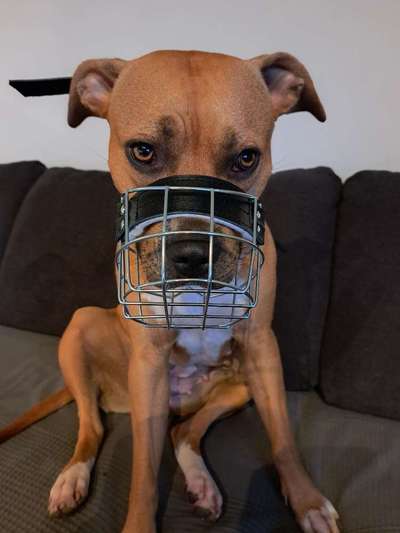 Wie sitzt mein Maulkorb / Maulkorb-Beratung-Beitrag-Bild