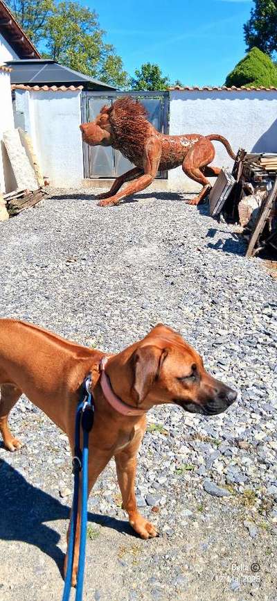 Rhodesian Ridgeback-Beitrag-Bild