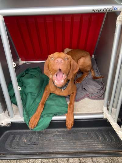 Die Dogorama Wochen Challenge-Beitrag-Bild