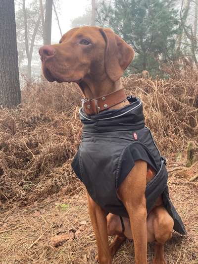 Magyar Vizsla UK-Beitrag-Bild
