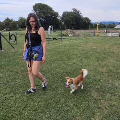 Hundetreffen-Spaziergänge in Tulln/ Klosterneuburg Umgebung-Bild