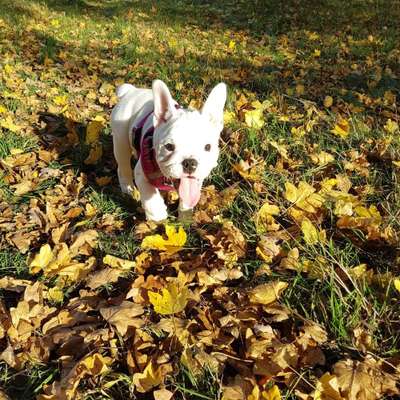 Herbst Bilder-Beitrag-Bild