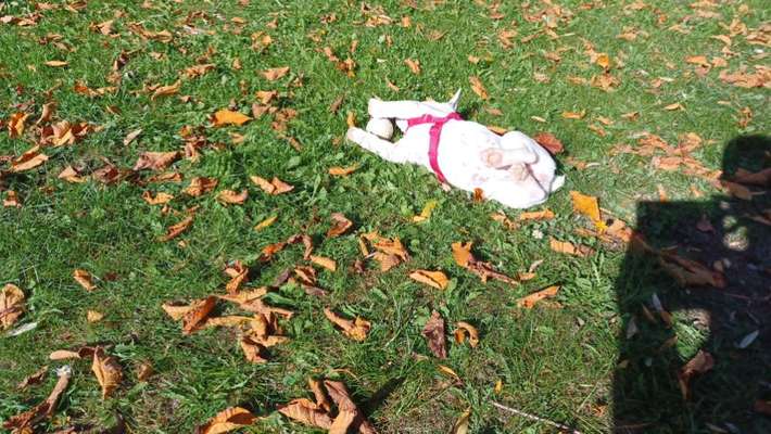 Herbst Bilder-Beitrag-Bild