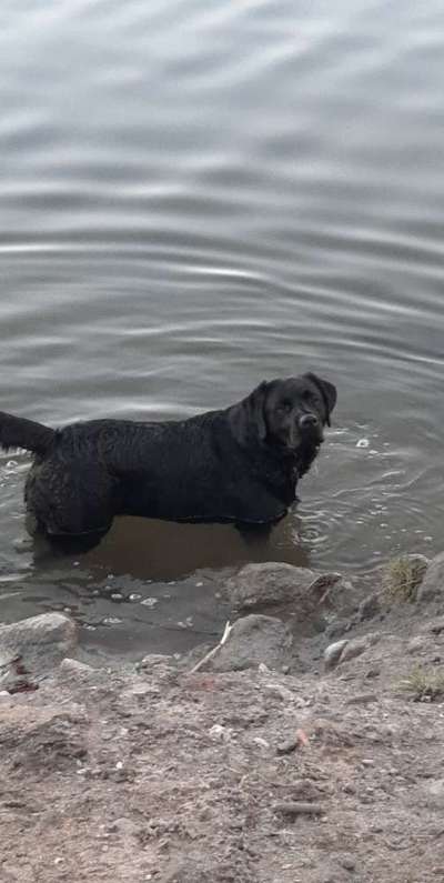 Reinrassige Hunde?-Beitrag-Bild