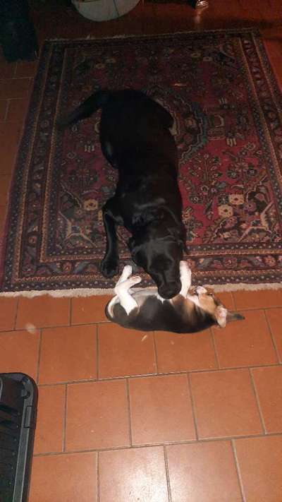 Reinrassige Hunde?-Beitrag-Bild