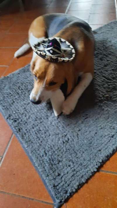 Reinrassige Hunde?-Beitrag-Bild