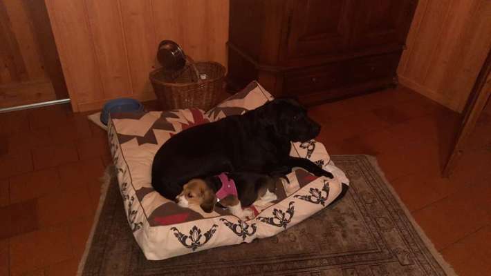 Reinrassige Hunde?-Beitrag-Bild