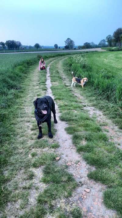 Reinrassige Hunde?-Beitrag-Bild