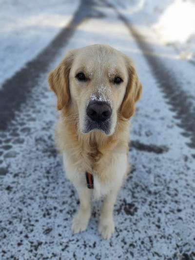 Dogorama Photo Challenge - Es wird nochmal kalt!-Beitrag-Bild