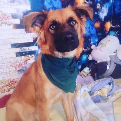 Schäferhund-Beitrag-Bild