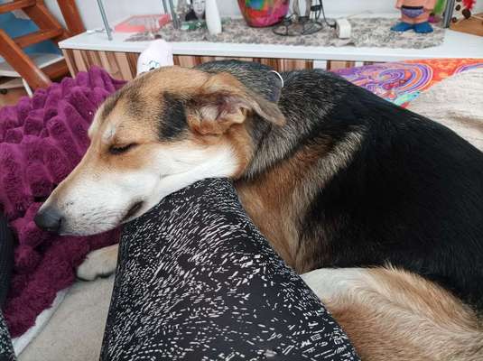 Mischlingshunde Foto Aufruf-Beitrag-Bild