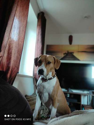 Labradorfans-Beitrag-Bild