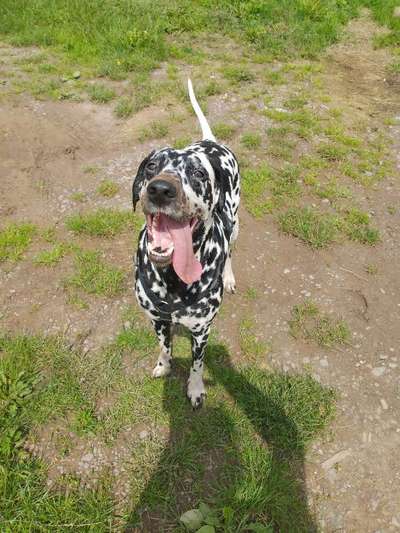 Hundetreffen-Hundebegegnungen üben und spielen-Bild